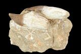 Two Fossil Mosasaur (Prognathodon) Teeth In Rock - Morocco #116991-1